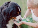 Schwarz-weißer Hund wird von Besitzerin mit Wasser aus der Hand versorgt, damit er auf die richtige Trinkmenge kommt.