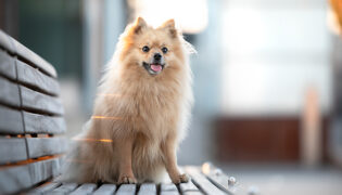 Ein Spitzhund sitz auf einer Parkbank und schaut sehr aufmerksam.