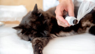 Eine schwarze Katze wird behandelt, Erste Hilfe leisten zu können ist sehr wichtig.