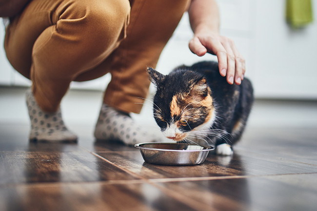 Für Katzen ist eine feste Routine sehr wichtig, auch beim fressen.