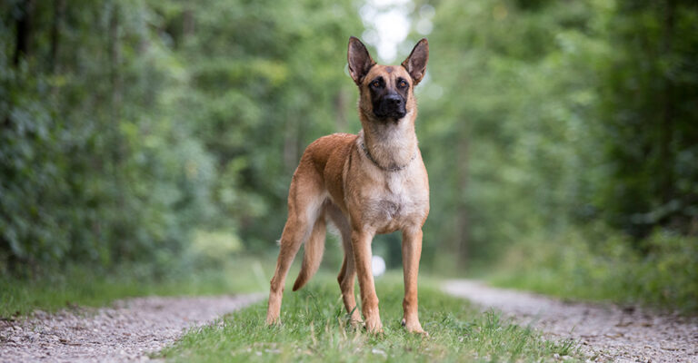 Wolfskralle: Alles über die Hundekralle und ihre Pflege | Uelzener