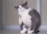 Kleine weiß graue Katze kratzt sich am Ohr, es kann ein Anzeichen für Ohrmilben sein.