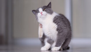 Kleine weiß graue Katze kratzt sich am Ohr, es kann ein Anzeichen für Ohrmilben sein.