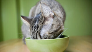 Eine Katze vegan oder vegetarisch zu ernähren ist nicht artgerecht.