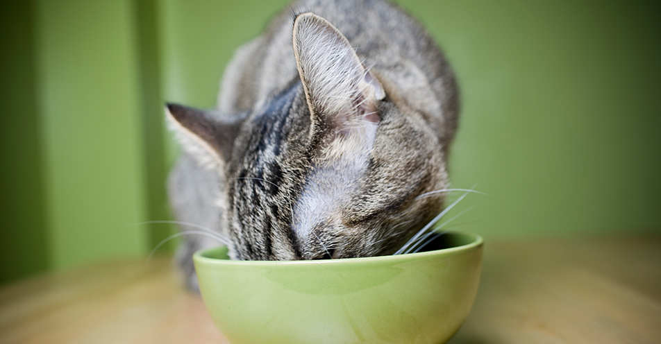 Eine Katze vegan oder vegetarisch zu ernähren ist nicht artgerecht.