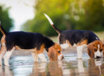 2 kleine Hunde trinken Wasser aus einer Pfütze, die Gefahr auf eine Bakterieninfektion ist groß.