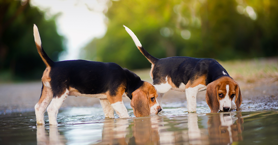 2 kleine Hunde trinken Wasser aus einer Pfütze, die Gefahr auf eine Bakterieninfektion ist groß.