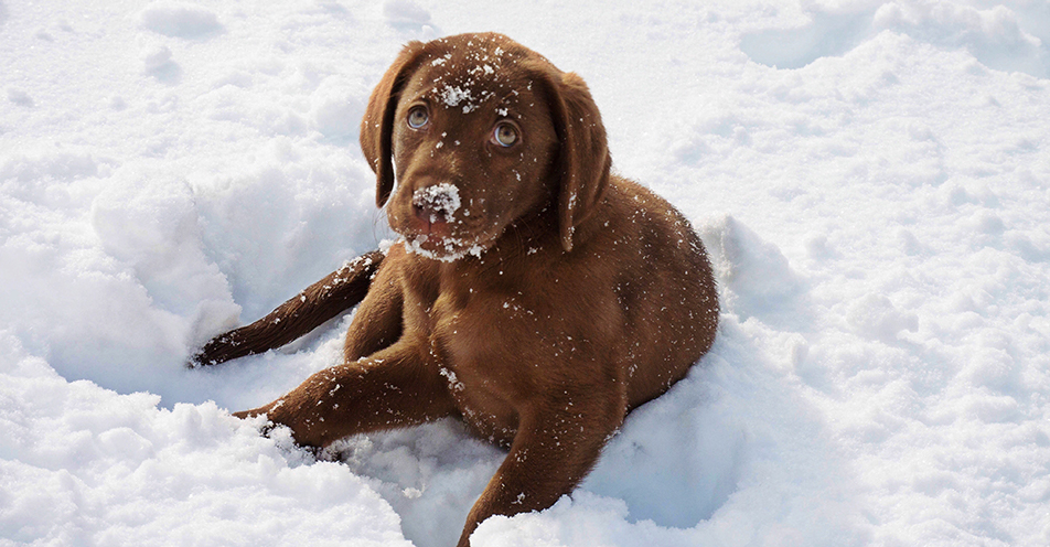 Hund frisst Schnee Infos zur Schneegastritis Uelzener