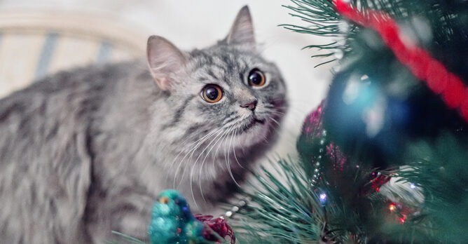 Mit Katzen Silvester &amp; Weihnachten stressfrei gestalten | Uelzener