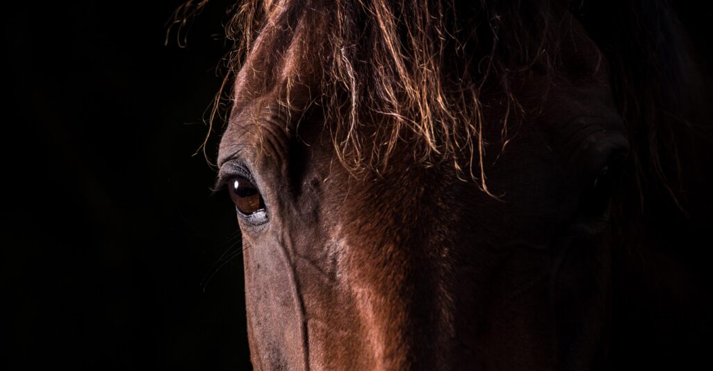 Vor einem schwarzen Hintergrund ist ein Portrait eines braunen Pferdes zu sehen.