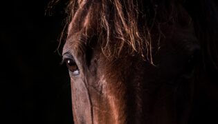 Vor einem schwarzen Hintergrund ist ein Portrait eines braunen Pferdes zu sehen.