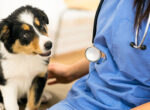 Ein Hund sitzt entspannt beim Arzt im blauen Kittel. Mit dem Medical Training kann Hunden die Nervosität beim Tierarztbesuch genommen werden.
