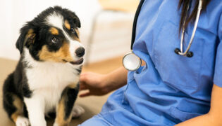 Hund beim Arzt im blauen kittel mit stethoskop lässt die ohren hängen deswegen ist Medical Training Hund wichtig