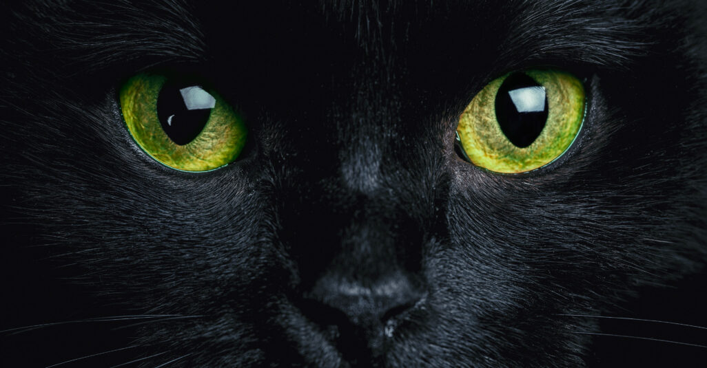 Schwarze Katze mit grünen Augen schaut gespannt, sehen Katzen bei Dunkelheit so gut wie man sagt?