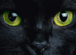 Schwarze Katze mit grünen Augen schaut gespannt, sehen Katzen bei Dunkelheit so gut wie man sagt?