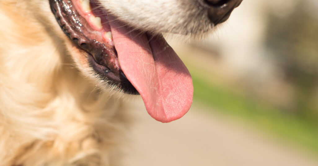 Eine Hundeschnauze wird in Nahaufnahme gezeigt. Der Hund lässt seine Zunge heraushängen