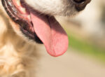 Eine Hundeschnauze wird in Nahaufnahme gezeigt. Der Hund lässt seine Zunge heraushängen