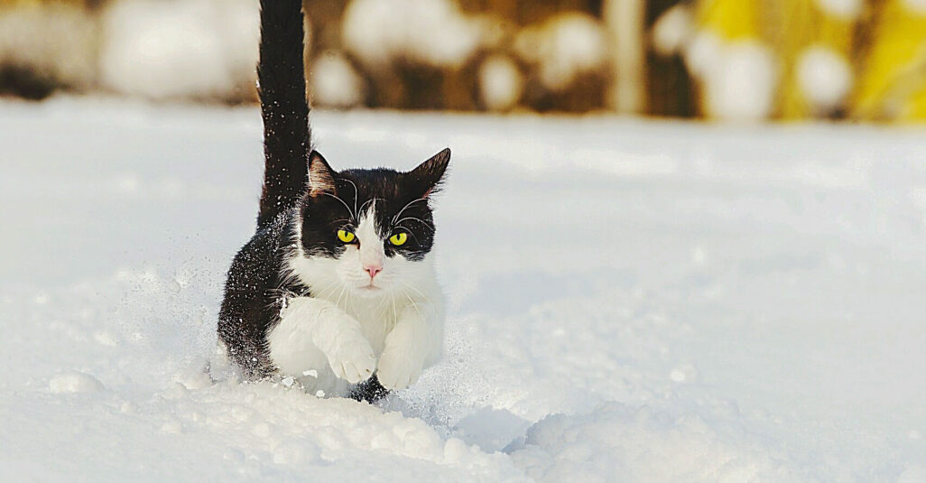 Können Katzen Im Winter Draußen Bleiben