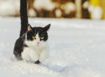 Eine kleine schwarz weiße Katze rennt durch den vom Schnee bedeckten Boden. Der Winter macht ihr nichts aus.