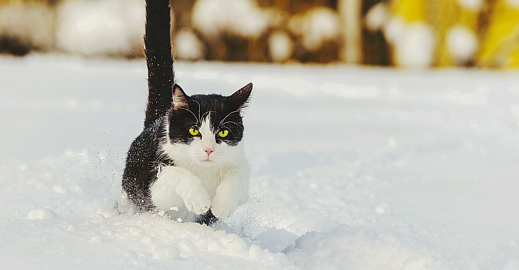 Eine kleine schwarz weiße Katze rennt durch den vom Schnee bedeckten Boden. Der Winter macht ihr nichts aus.