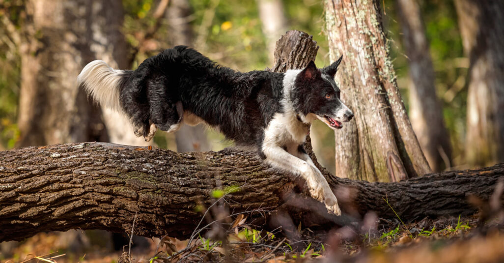 Ein schwarz weißer Hund springt im Wald über einen umgekippten Baumstamm. Er handelt nach seinen Jagdinstinkten