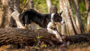 Hund springt über baumstamm im wald sein Jagdtrieb ist geweckt