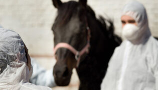 Ein dunkelbraunes Pferd steht beim Tierarzt. Es ist an Druse erkrankt.