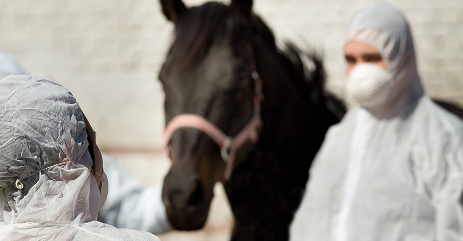 Ein dunkelbraunes Pferd steht beim Tierarzt. Es ist an Druse erkrankt.