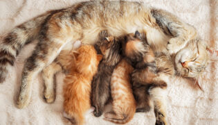 Kleine Kätzchen trinken Milch bei ihrer Mutter, um den Bauch zu entspannen und den Milchfluss zu verbessen nutzen sie den Milchtritt.
