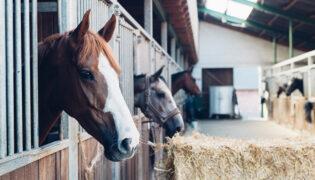 Die Pferde stehen in ihren Boxen im Stall, während der Corona-Pandemie ist es nicht leicht sein Tier täglich zu sehen.