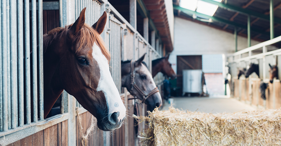 Die Pferde stehen in ihren Boxen im Stall, während der Corona-Pandemie ist es nicht leicht sein Tier täglich zu sehen.