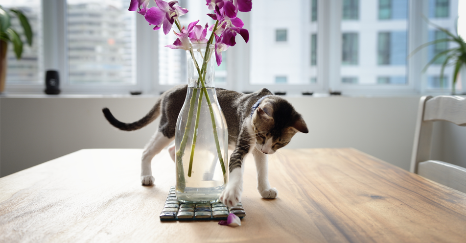 Die richtigen Tipps um die Wohnung Katzensicher zu machen sind schwer zu finden. Die kleine Katze hat auf dem Tisch nichts zu suchen.