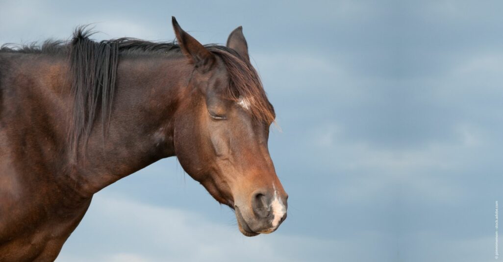 Ein Pferd schläft im stehen vor blauem Himmel.