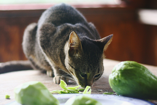 Katzen können bei veganer oder vegetarischer Fütterung aus Pflanzen kein Vitamin A bilden.