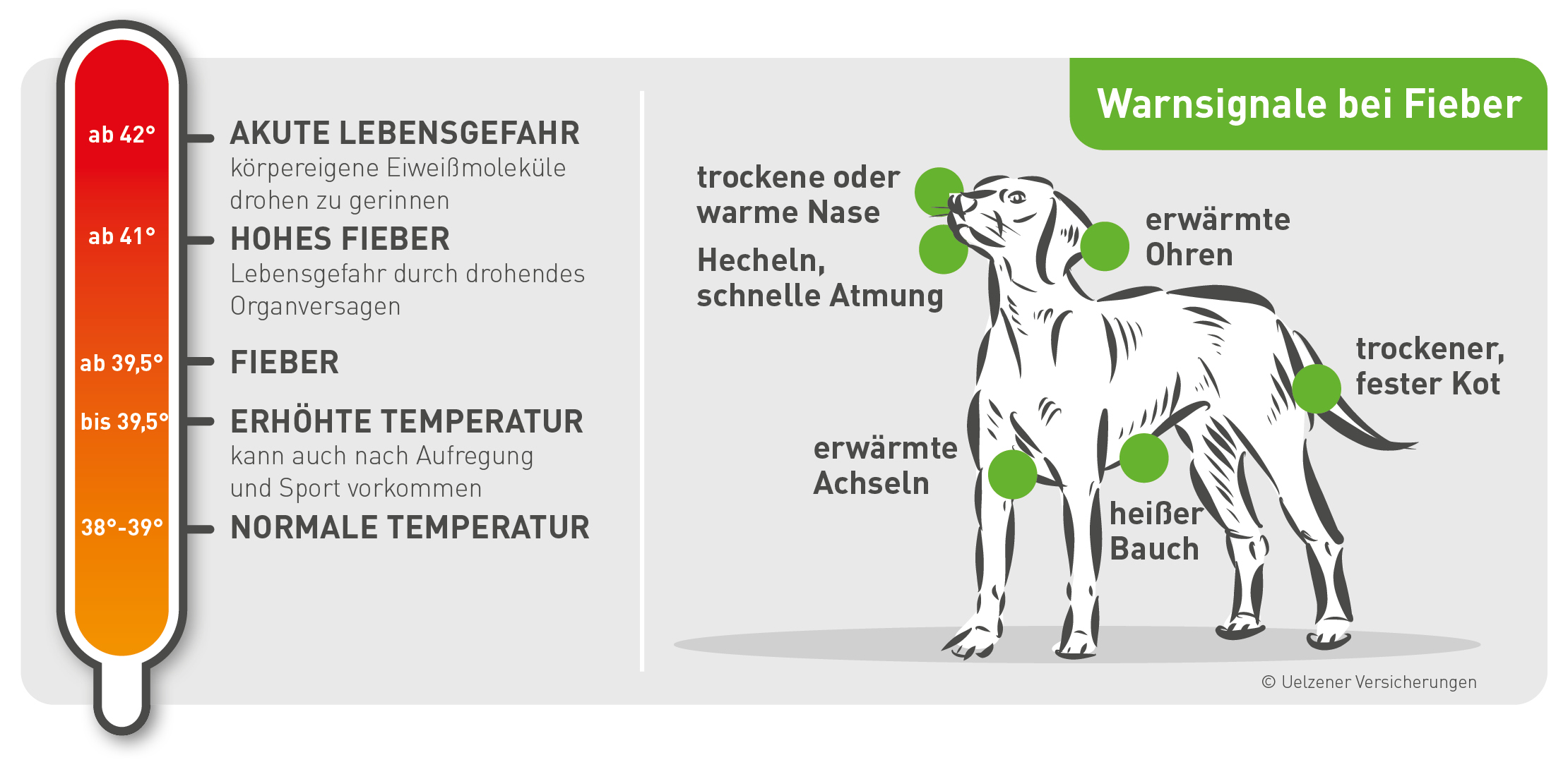 hypotese Tilhører effektiv Erkältung und Fieber beim Hund | Uelzener
