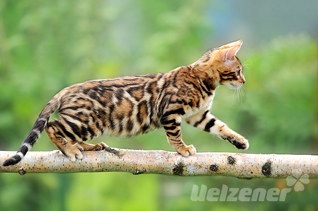 Katze Mit Leopardenfell Preis