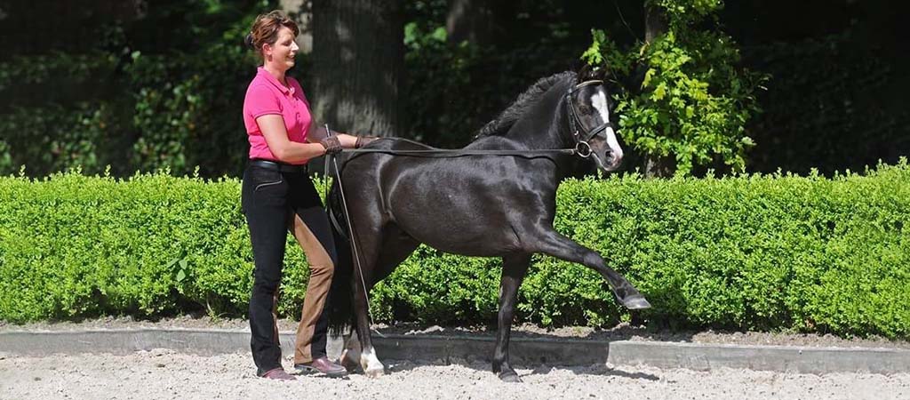 schwarzes Pferd am langen Zügel mit Reiterin.