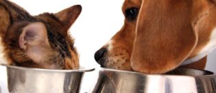 Hund und Katze fressen aus einem Napf mit Katzenfutter.