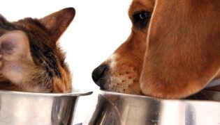 Hund und Katze fressen aus einem Napf