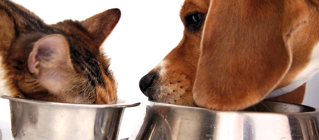 Hund und Katze fressen aus einem Napf mit Katzenfutter.