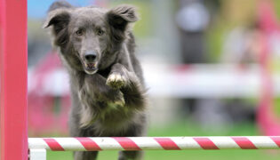Brauner Hund springt über rotweißes Hindernis, bei Verletzungen ist es wichtig Erste Hilfe zu leisten.