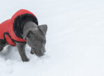 Welpe mit rotem Mantel pinkelt im Schnee man muss aufpassen, dass der Hund hier keine Blasenentzündung bekommt.