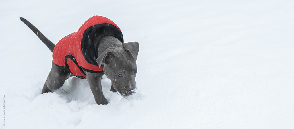 Welpe mit rotem Mantel pinkelt im Schnee man muss aufpassen, dass der Hund hier keine Blasenentzündung bekommt.