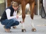 Tierärztin untersucht Pferd