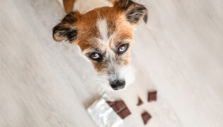 Hund sitzt vor Tafel Schokolade die er angefressen hat.