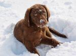 Labradorwelpe liegt im Schnee, er hat zuviel davon gefressen und jetzt eine Schneegastritis.