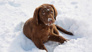 Labradorwelpe liegt im Schnee