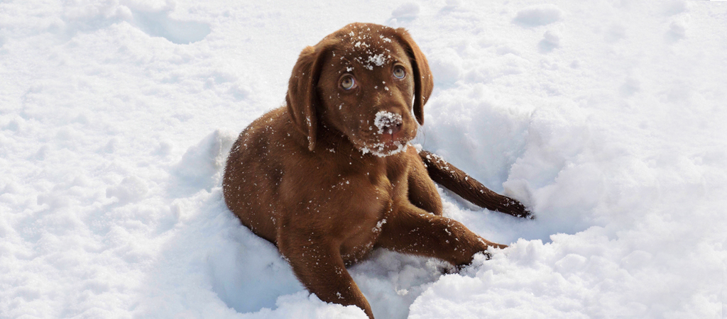 Labradorwelpe liegt im Schnee