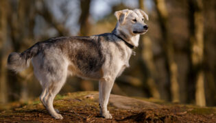 Ein heller Hund steht im Wald er sieht angespannt aus es wäre gut die Hundesprache zu deuten