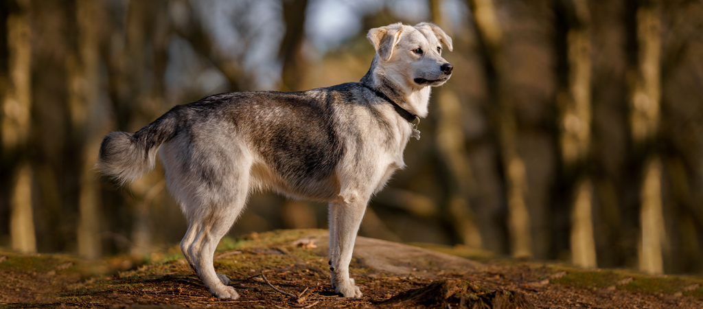 Ein heller Hund steht im Wald er sieht angespannt aus es wäre gut die Hundesprache zu deuten